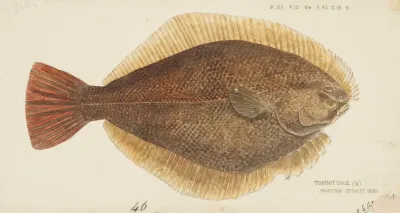 Rhombosolea Leporina Nz Yellow Belly Flounder