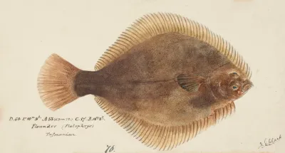 Rhombosolea Tapirina Greenback Flounder