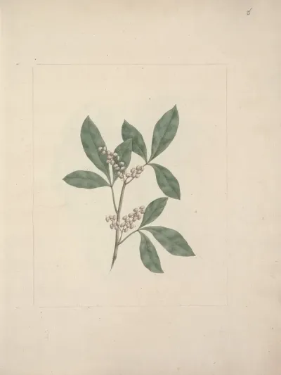 Rhus Glutinosa A Rich