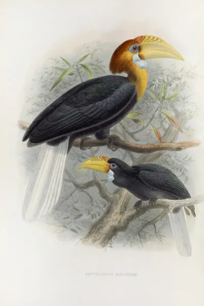 Rhytidoceros Narcondami