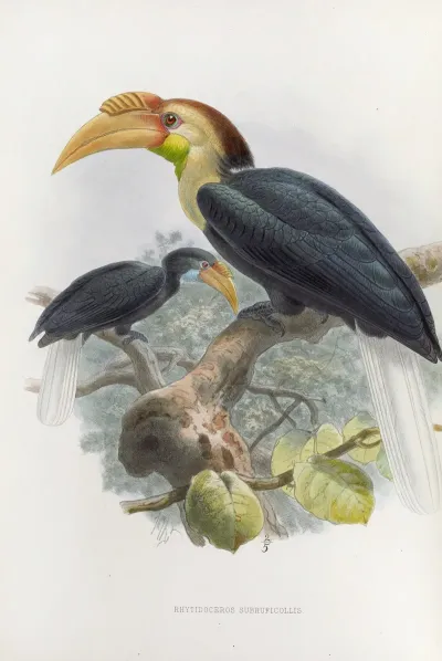 Rhytidoceros Subruficollis