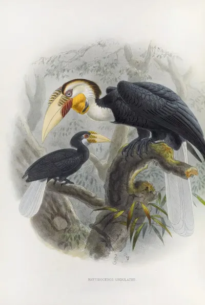 Rhytidoceros Undulatus