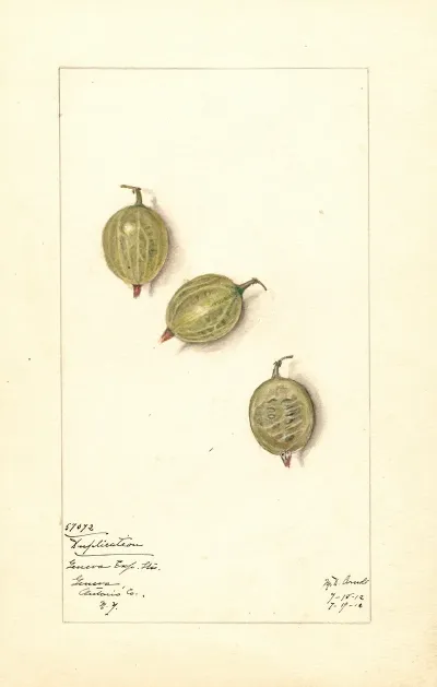 Ribes Duplication