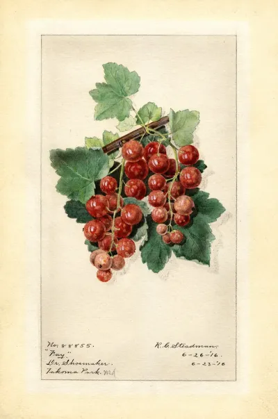 Ribes Fay
