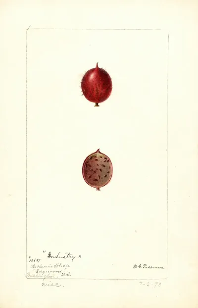 Ribes Industry