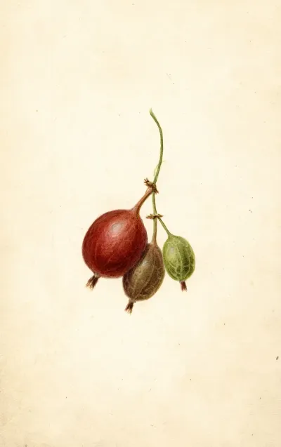 Ribes Mountain