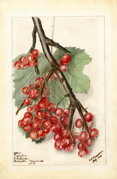 Ribes Perfection