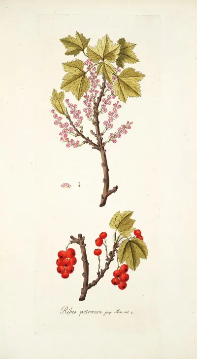 Ribes Petraeum