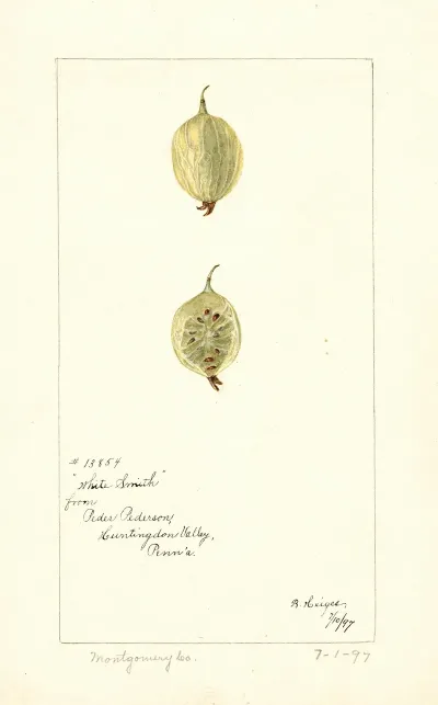 Ribes White Smith