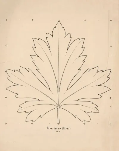 Ribesiaceae Ribes