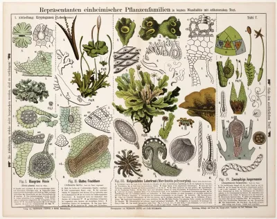 Riccia Glauca Anthoceros Laevis Marchantia Polymorpha Jungermannia Bicuspidata