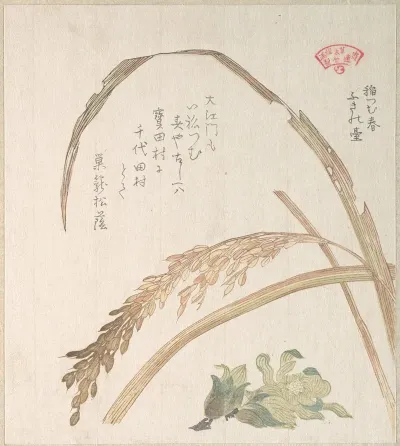 Rice Plant And Butter Burs