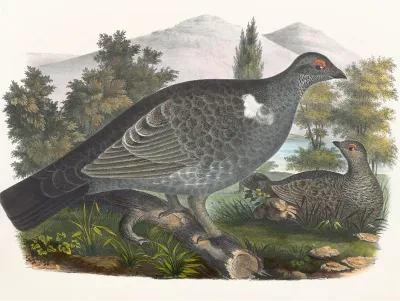 Richardsons Grouse