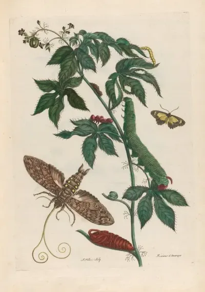 Ricinus Damerique 2