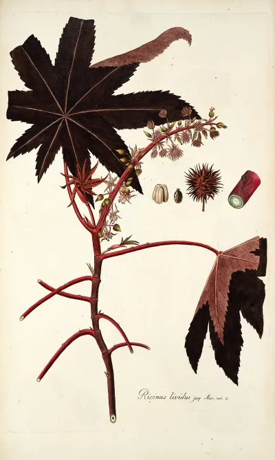 Ricinus Lividus