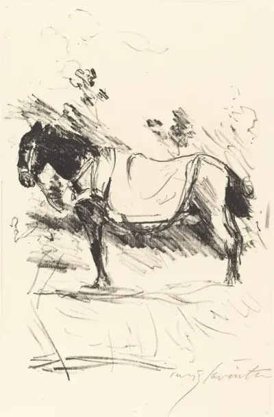 Riding Horse Reitpferd