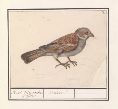 Rietgors Emberiza Schoeniclus