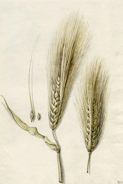 Rijpe Gerst