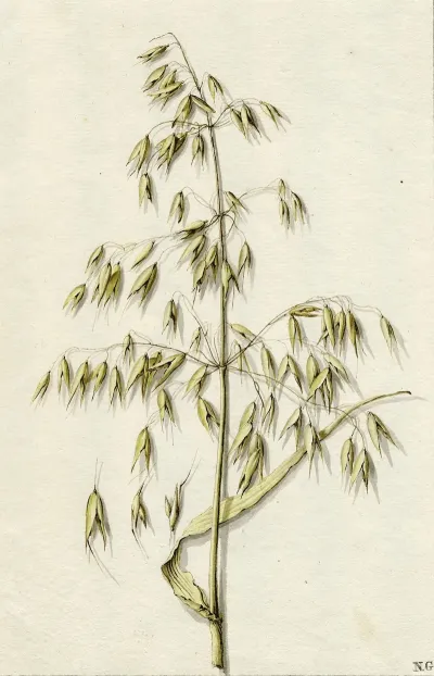 Rijpe Haver