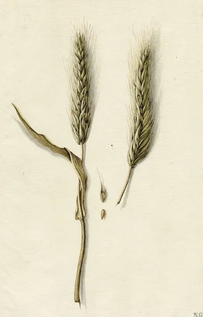 Rijpe Rogge