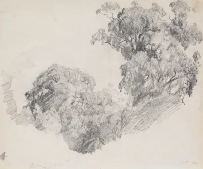 Rimu Taranaki