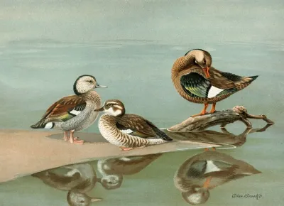 Ring Necked Teal Brazilian Teal