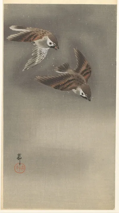 Ring Sparrows In Snow