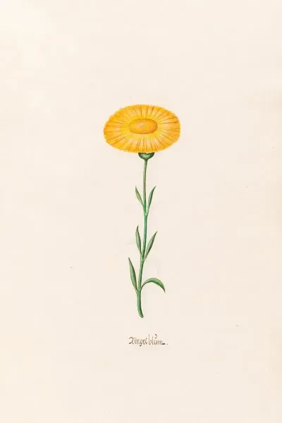Ringelblum 4