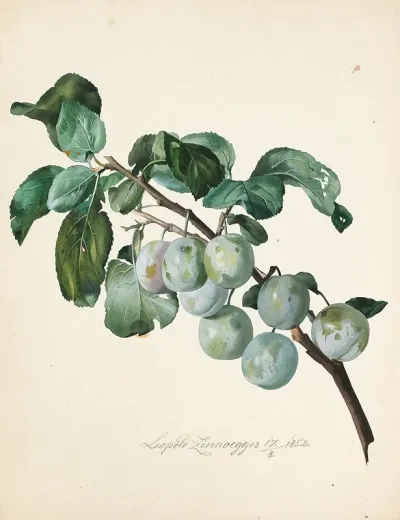 Ringlottenzweig