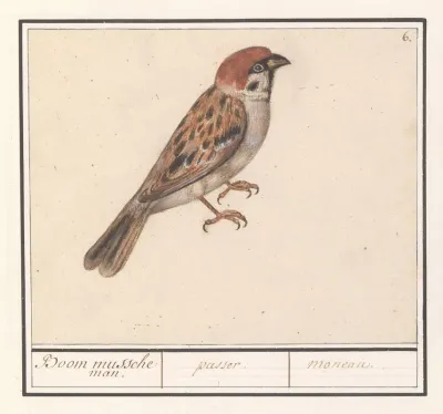 Ringmus Passer Montanus