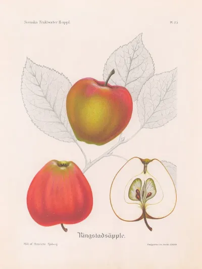 Ringstadsapple