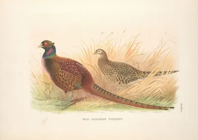 Rion Caucasian Phesant Phasianus Colchicus Colchicus
