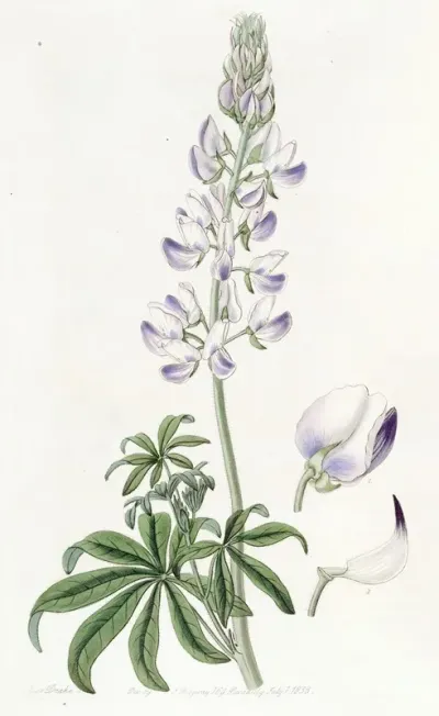 River Lupine