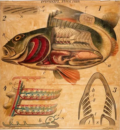 River Perch