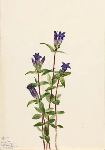 Riverbank Gentian Gentiana Affinis 2