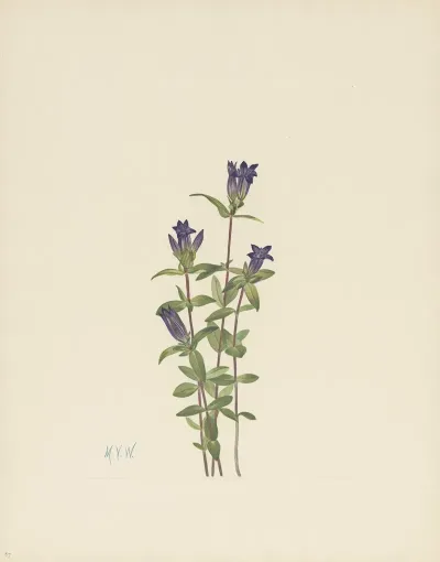 Riverbank Gentian Gentiana Affinis 3
