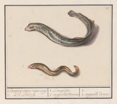 Rivierprik Lampetra Fluviatilis En Zeepaling Congridae 1 Lampreij Rivier Negen Oog 2 Zee Paling