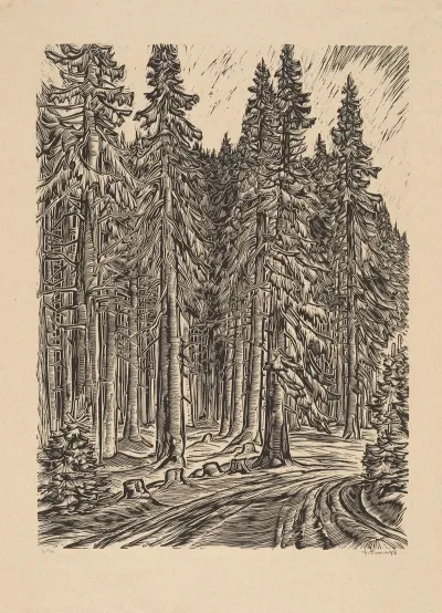 Road Through Spruce Forest