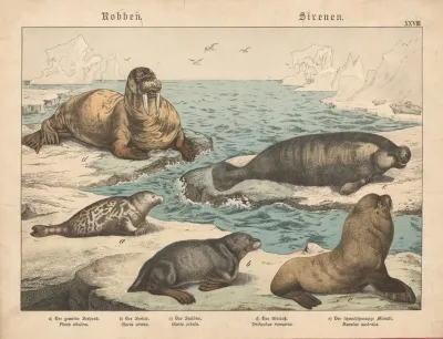 Robben Sirenen A Der Gemeine Seehund B Der Seebar C Der Seelowe D Das Walross E Der Schmalschnauzige Manati