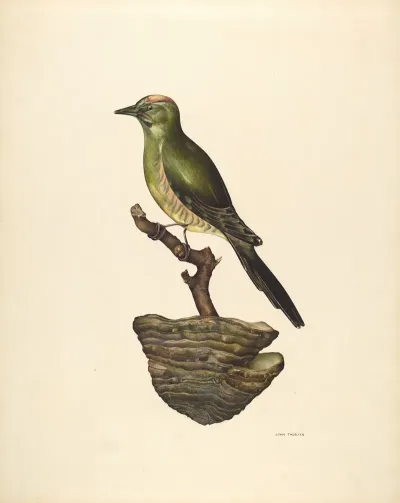 Robin German