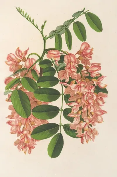 Robinia Pseudacacia V Decaisneana