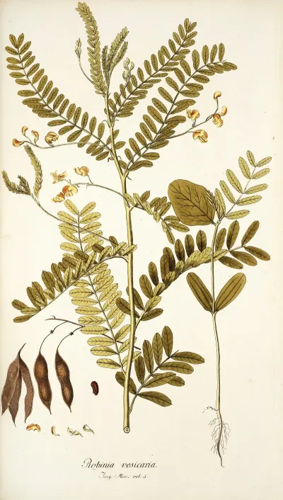 Robinia Vesicaria