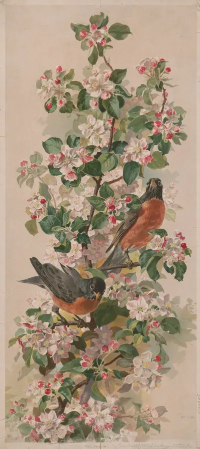 Robins 2