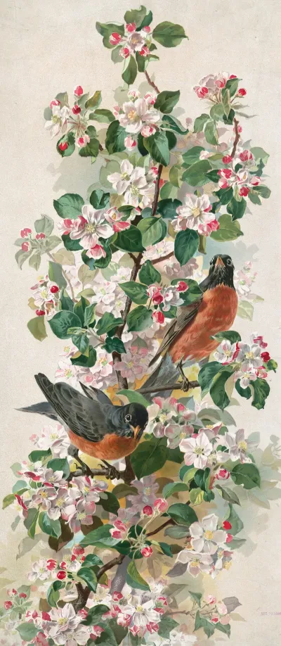 Robins
