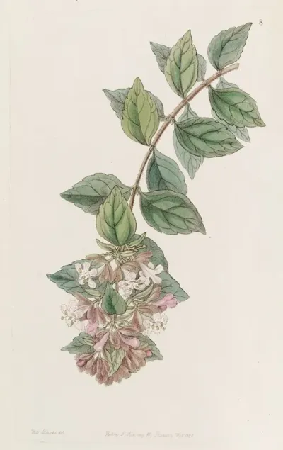 Rock Abelia
