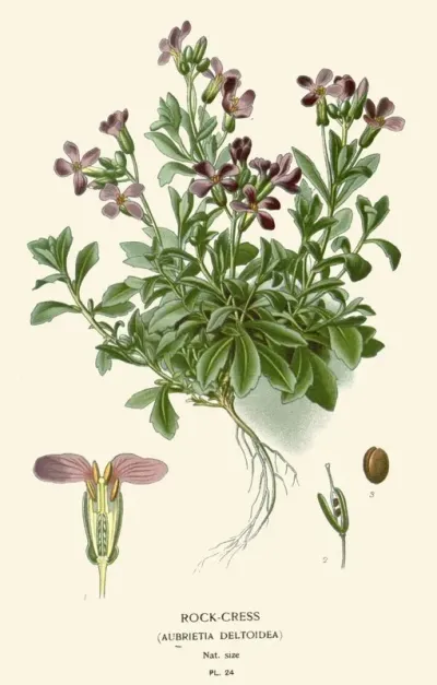 Rock Cress