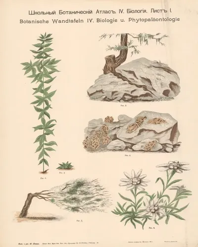 Rock Plants