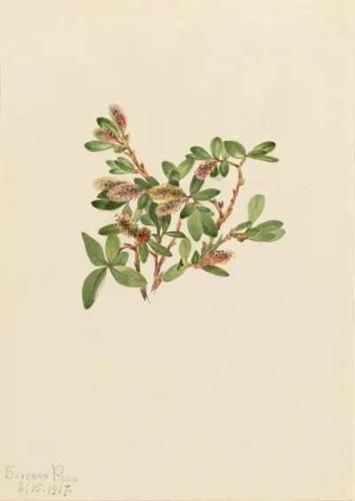 Rock Willow Salix Petrophila 2