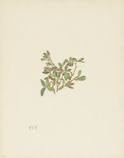 Rock Willow Salix Petrophila 3