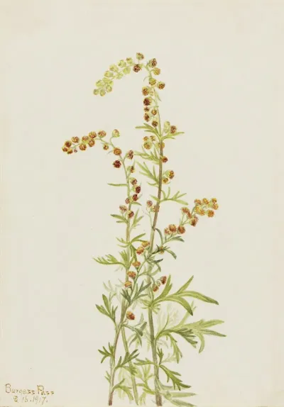 Rock Wormwood Artemisia Discolor 2